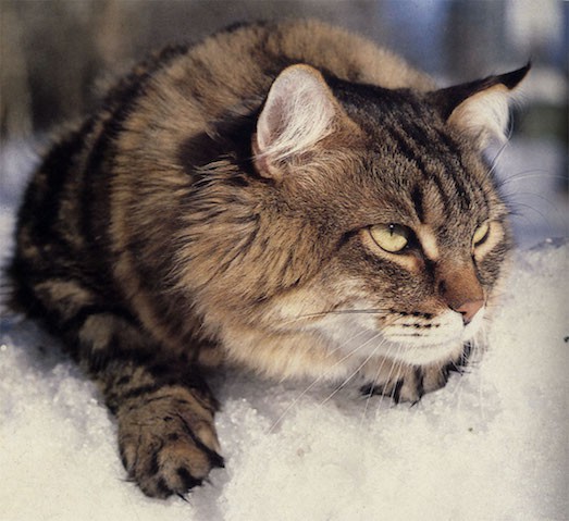 Особенности ухода за сибирскими кошками