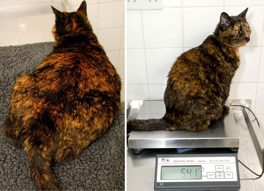 Снижение Веса Кошки