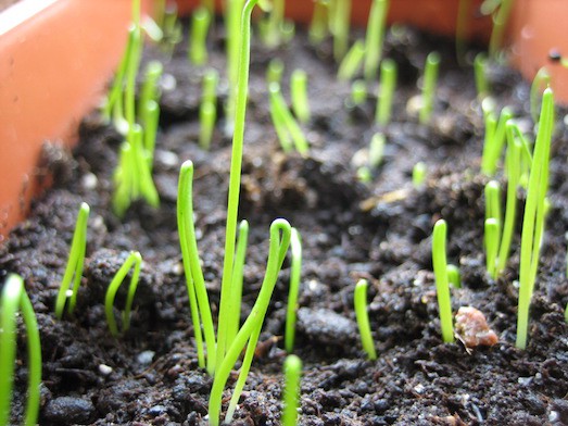 Как вырастить шикарную лаванду у себя дома?