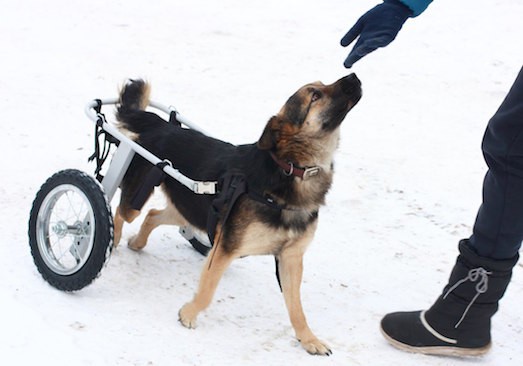 Как выбрать инвалидную коляску для домашнего животного?