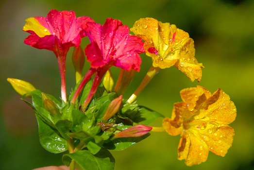 Мирабилис — доступный и красивый цветок для вашего сада
