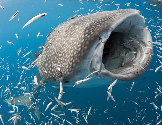 10 самых гигантских рыб в мире