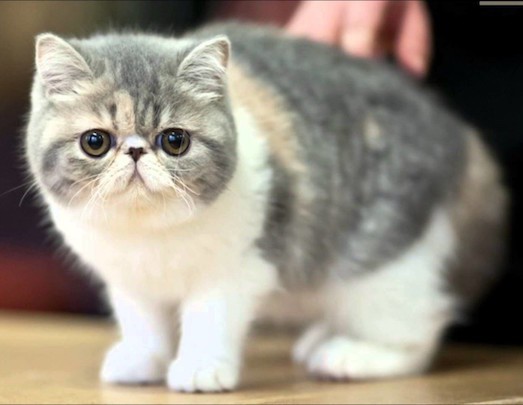 Экзот — необычная порода пушистых кошек