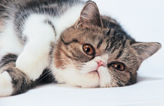 Экзот — необычная порода пушистых кошек