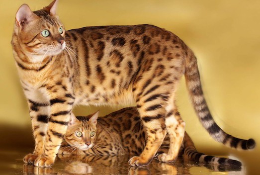 Роскошная порода бенгальских кошек