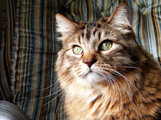 Норвежская лесная кошка — шикарный домашний питомец