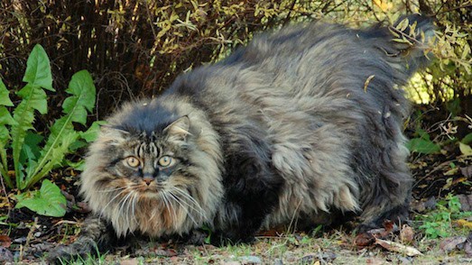 Норвежская лесная кошка — шикарный домашний питомец