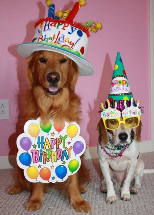 Праздничные собаки, отмечающие день рождения (10 фото)