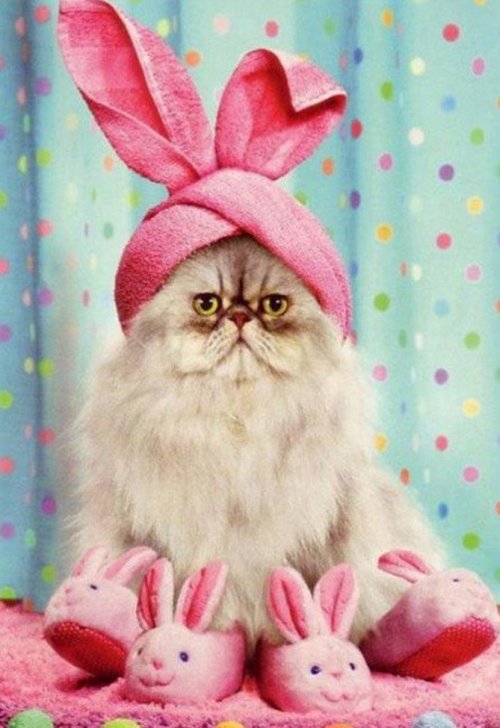 Забавные кошки в пасхальных костюмах (10 фото)