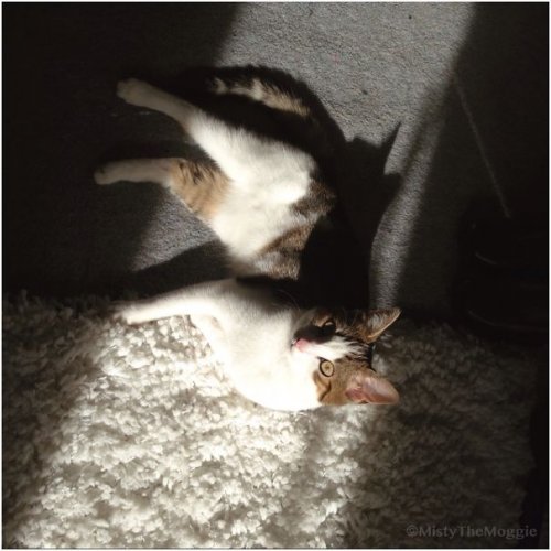 Кошки, которые умеют наслаждаться солнечными днями (29 фото)