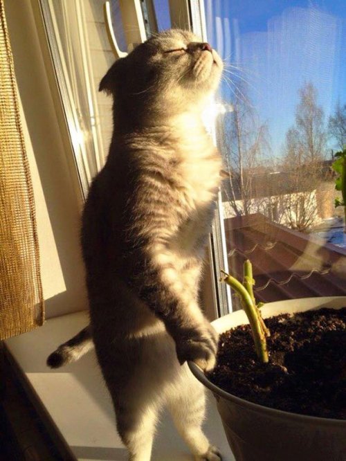 Кошки, которые умеют наслаждаться солнечными днями (29 фото)
