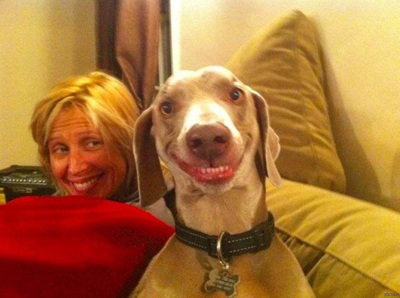 Смешные видео на свете. Неловкие моменты животных. Собаки смешные кадры. Собака с человеческой улыбкой. Смешные лица собак.