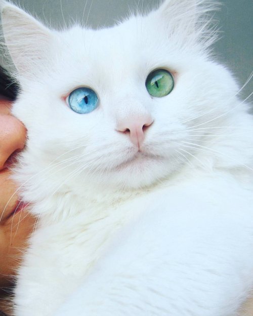 Белоснежный кот Алош с разноцветными глазами (6 фото)
