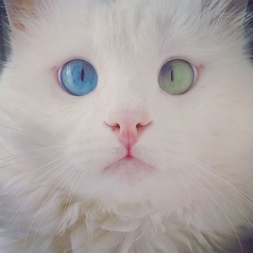 Белоснежный кот Алош с разноцветными глазами (6 фото)