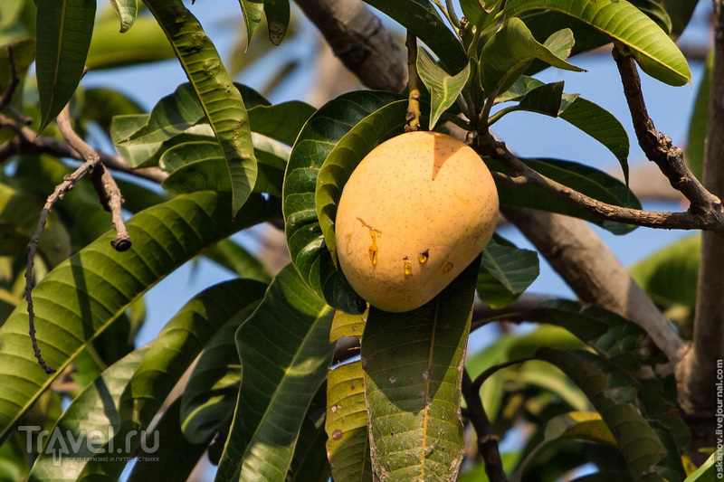 Манго шри ланка. Манго фрукт дерево. Тропики манго. Египетский манго растение. Манговое дерево в Танзании.