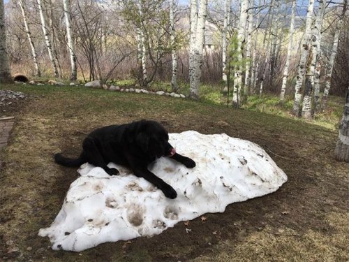 Лабрадор и последняя куча снега (8 фото)