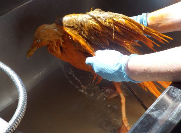Рецепт приготовления чайки под соусом карри