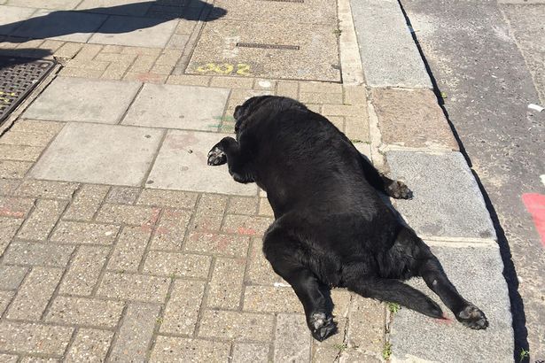 Дамочка тащила за собой по городу умершую от жары собаку