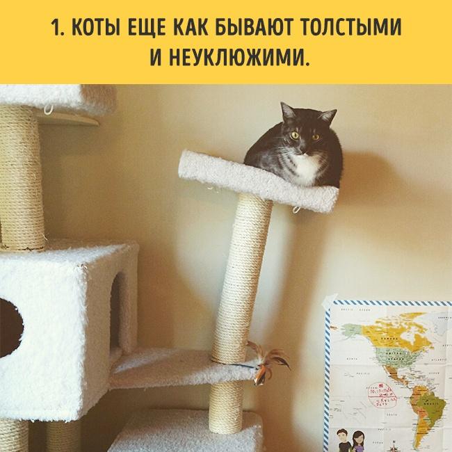 18 вещей, c которыми вы столкнетесь, когда заведете кошку