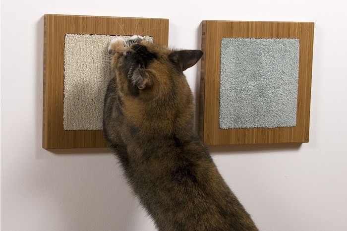 Как отучить кошку драть обои и мебель? Интернет-магазин slep-kostroma.ru