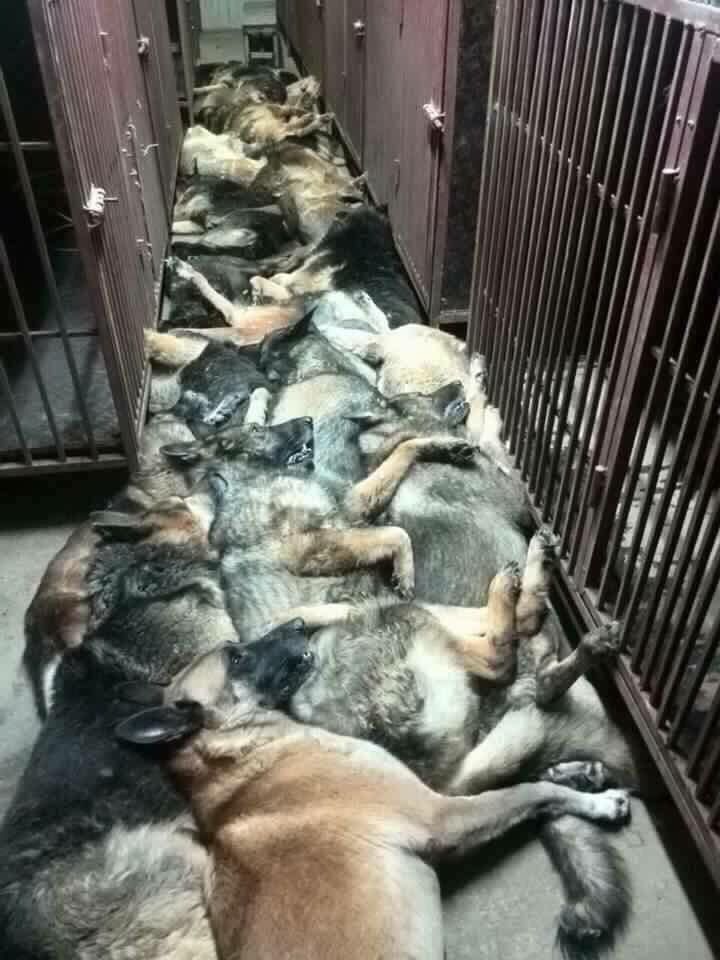 Массовое убийство тренированных собак в Кувейте