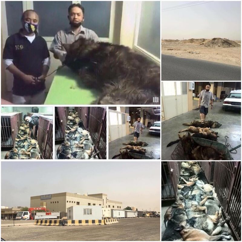 Массовое убийство тренированных собак в Кувейте