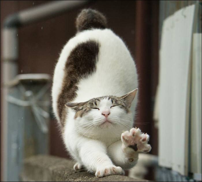Токийские коты (18 фото)