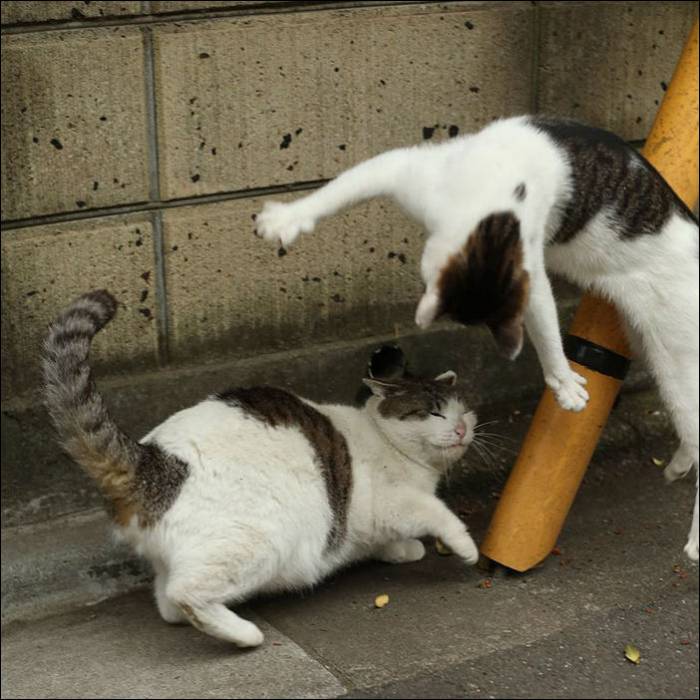 Токийские коты (18 фото)