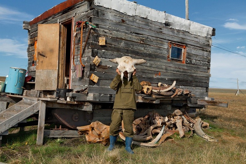 Добыча бивней мамонта в Сибири бивень, добыча, мамонт, сибирь