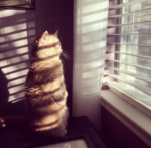 Кот Джордж, который любит сидеть на задних лапах (15 фото)