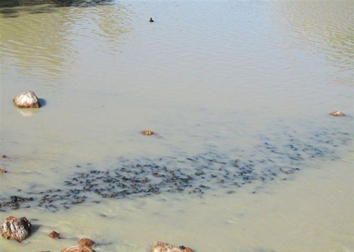 Река Купер-Крик - лучшее место для ловли раков ... (20 фото)