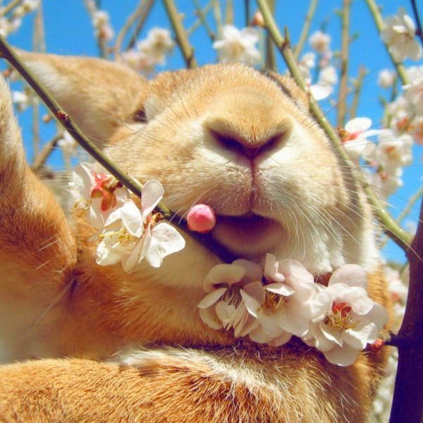 Animals___Hares_and_rabbits_Rabbit_eating_flowers_on_the_tree_104074_