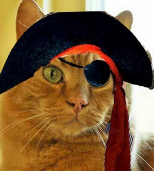Смешные кошки в костюмах пиратов (10 фото)