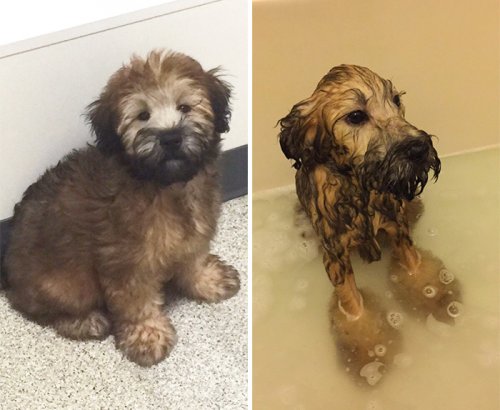 Собаки до и после купания (23 фото)