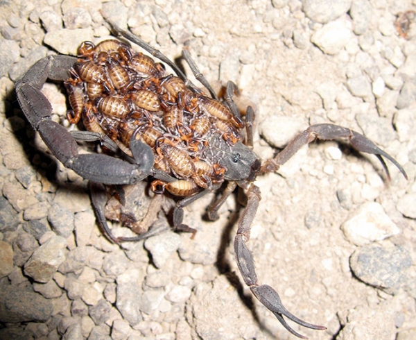 Интересные факты о скорпионах