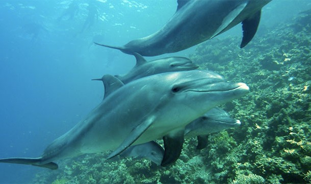 Чего мы не знали о дельфинах и их невероятных способностях