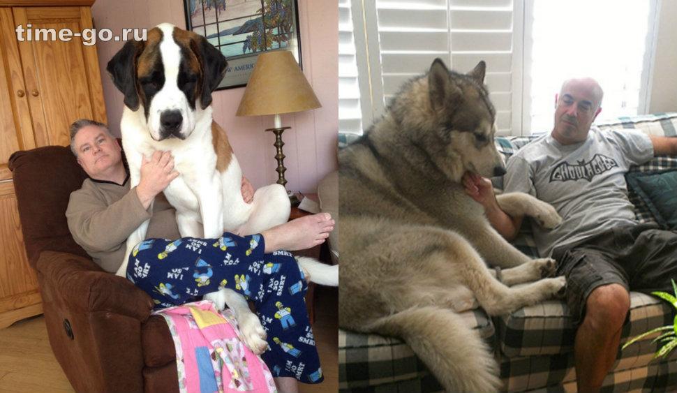 Огромные собаки видео. Большие собаки. Огромный пес. Большие домашние собаки. Крупные собаки с хозяином.