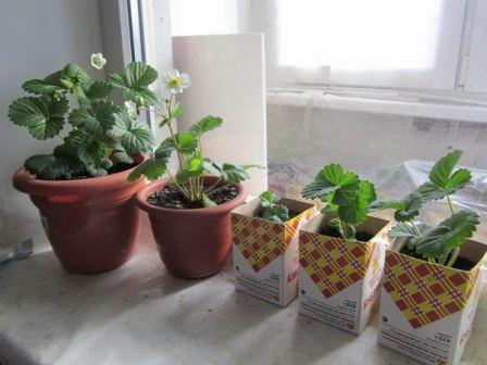 Как выращивать клубнику в домашних условиях в горшках?