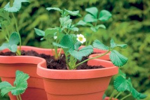 Как выращивать клубнику в домашних условиях в горшках?