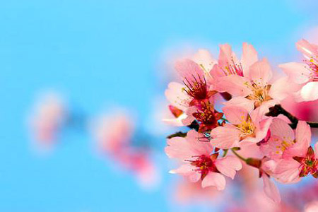 cherry blossom 2mwo4yvw1s Домострой