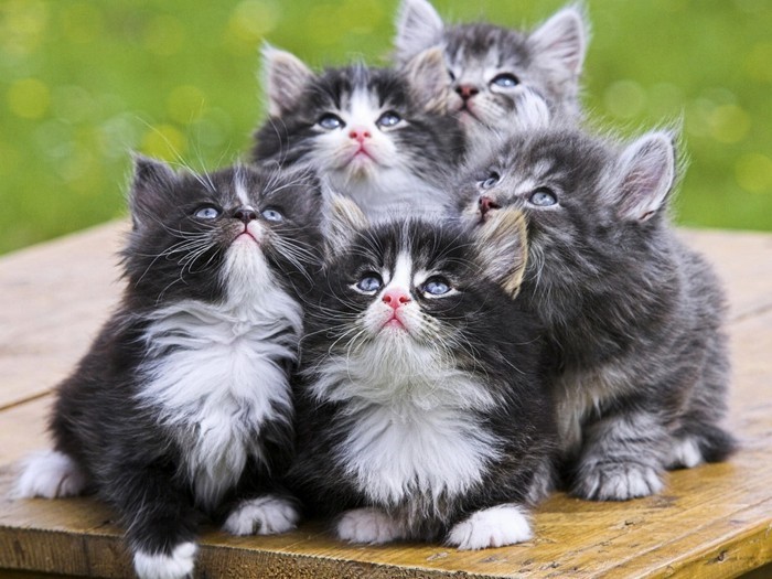 19 Шикарных кошек, которые стоят целое состояние
