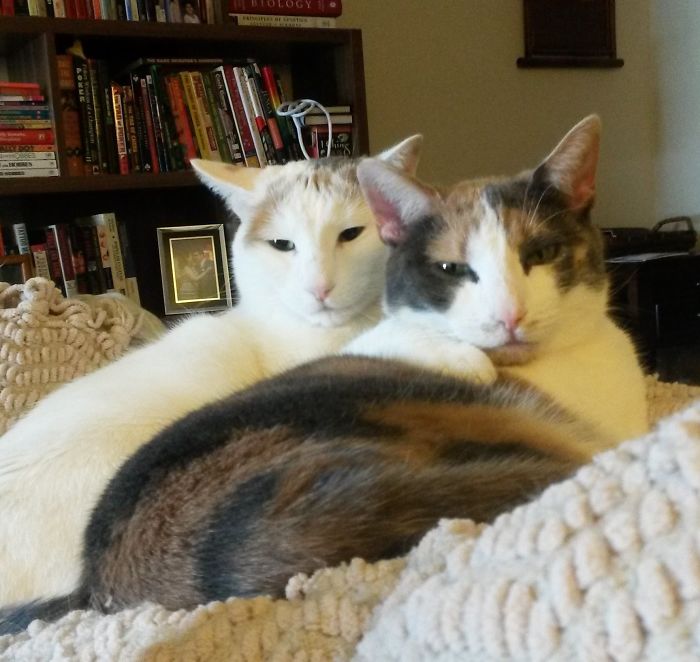 Сестренка кошка. Кошки сестры. Две сестры-кошки. Коты обсуждают. Кот сестра.