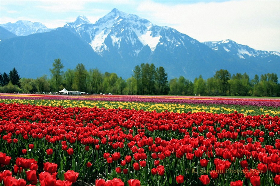 Поле тюльпанов. Тюльпанная Долина Киргизия. Алатау тюльпаны. Поляна тюльпанов.