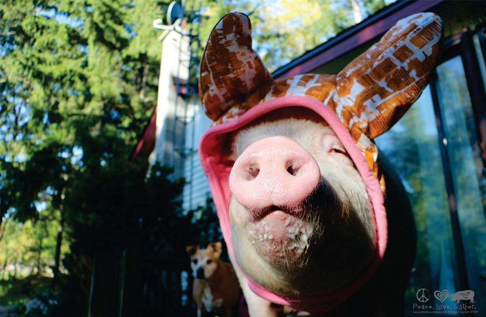 Известные свиньи. Свинка Эстер в шапке. Одетая свинья. Свинья одевается.
