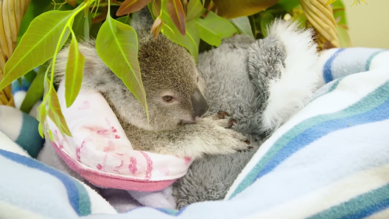 Коалы плавают. Новорожденная коала. Детеныш коалы новорожденный. Коала с детенышем.