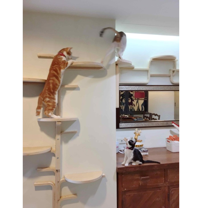 как сделать полки для кошки на шкафу