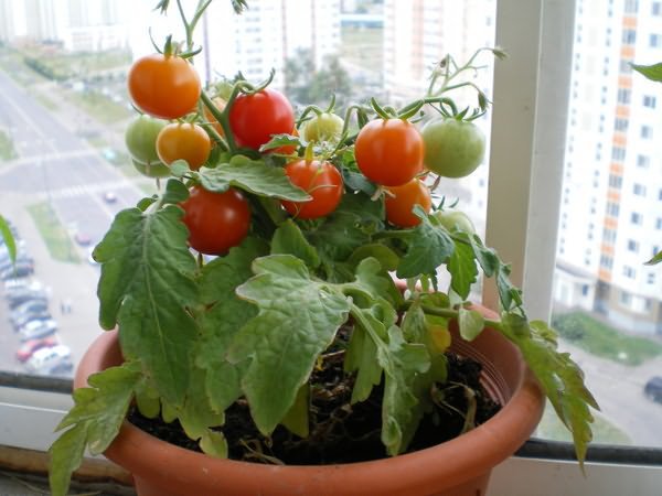 томаты на окне сорта