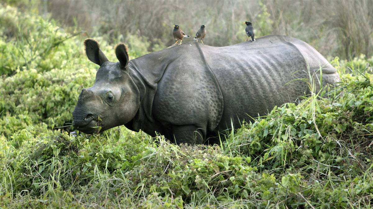 Носорог рептилия. Птица носорог. Носорог и птичка. Носорог со спины. Носорог и птица симбиоз.