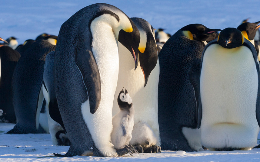 Где живет императорский пингвин. Императорский Пингвин фото. Атлантический Пингвин. Антарктический Пингвин. Королевский Пингвин.