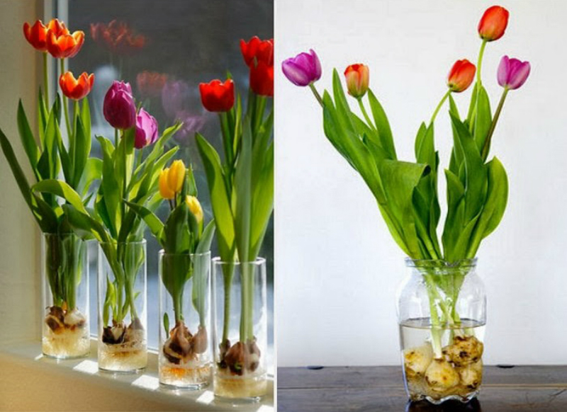 Тюльпаны букет сохранить в воде как дольше. Луковичные растения тюльпаны. Тюльпаны срезка. Луковица тюльпана. Тюльпаны в прозрачной вазе.